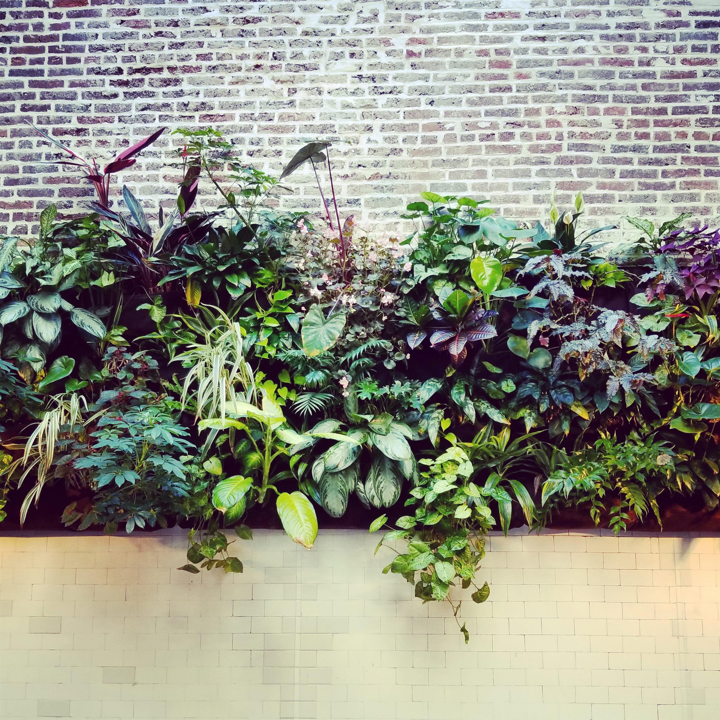 plant wall